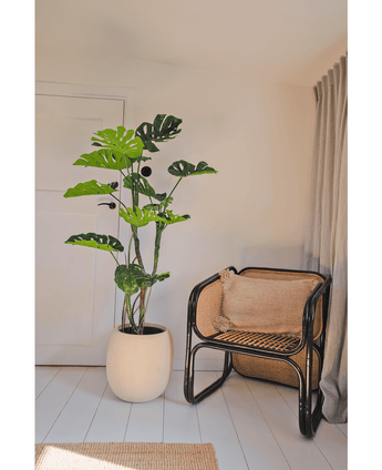 Piante Finte Monstera 150 cm