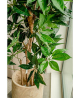 Piante Finte Schefflera 150 cm