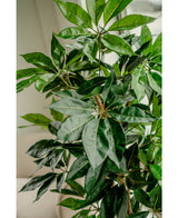 Piante Finte Schefflera 150 cm