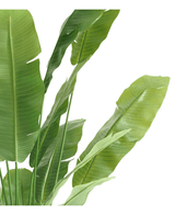 Piante Finte Strelitzia Nicolai Deluxe 215 cm