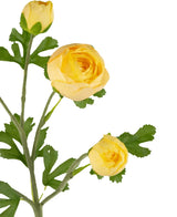 Il ramo di ranuncolo artificiale x5 Real Touch giallo da 62 cm ha cinque ranuncoli gialli in diversi stadi e foglie verdi seghettate, il tutto su uno stelo, su uno sfondo bianco.