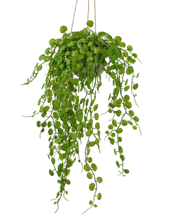 Succulente artificiali sospese di 53 cm in vaso