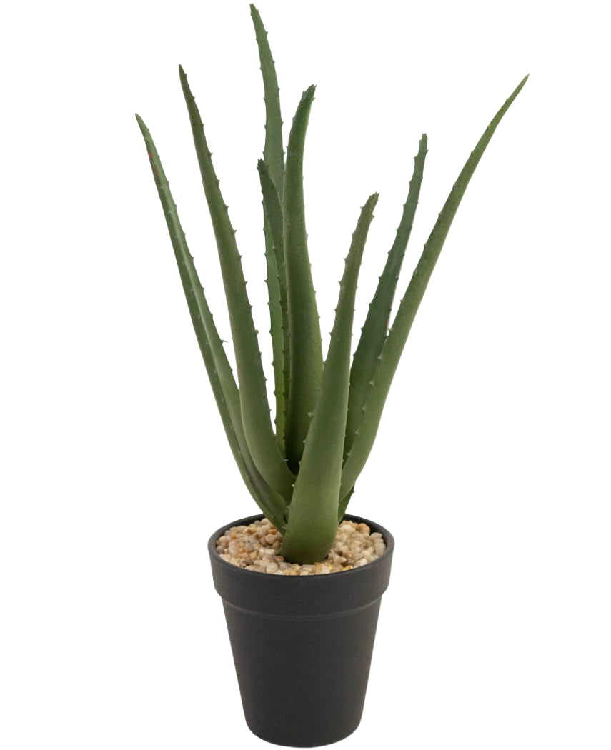 La pianta artificiale Aloe Vera da 33 cm ha foglie verdi lunghe e sottili che crescono verso l'alto, in piccole pietre in un elegante vaso nero, su uno sfondo bianco.
