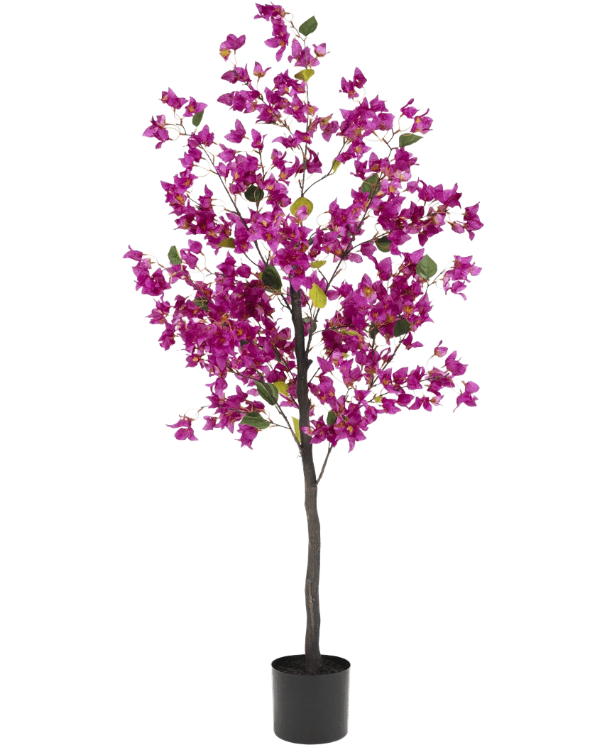 La Bougainvillea artificiale viola da 150 cm ha uno stelo alto e sottile con vivaci fiori viola e foglie verdi, in un semplice vaso nero su uno sfondo bianco.
