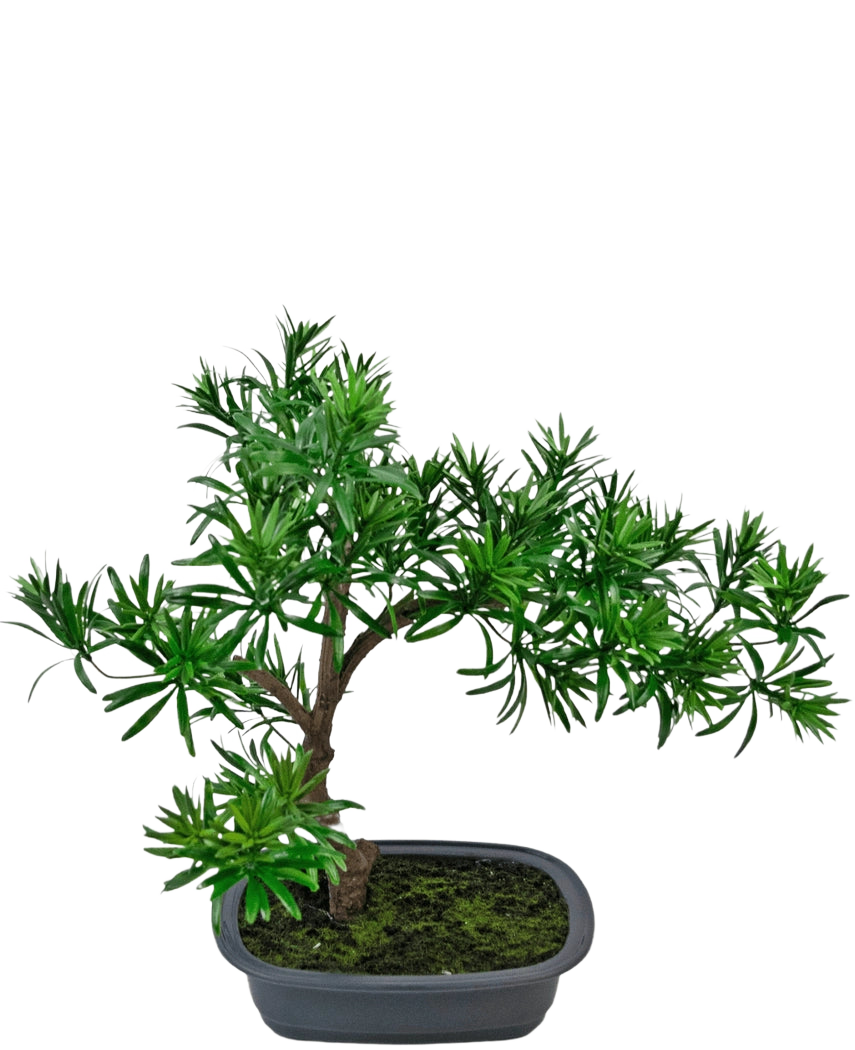 La pianta artificiale bonsai Podocarpus da 40 cm presenta un fogliame verde denso in un vaso grigio rettangolare poco profondo con muschio, perfetto per aggiungere uno stile naturale a qualsiasi spazio.