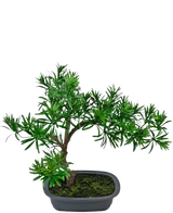 La pianta artificiale bonsai Podocarpus da 40 cm presenta un fogliame verde denso in un vaso grigio rettangolare poco profondo con muschio, perfetto per aggiungere uno stile naturale a qualsiasi spazio.