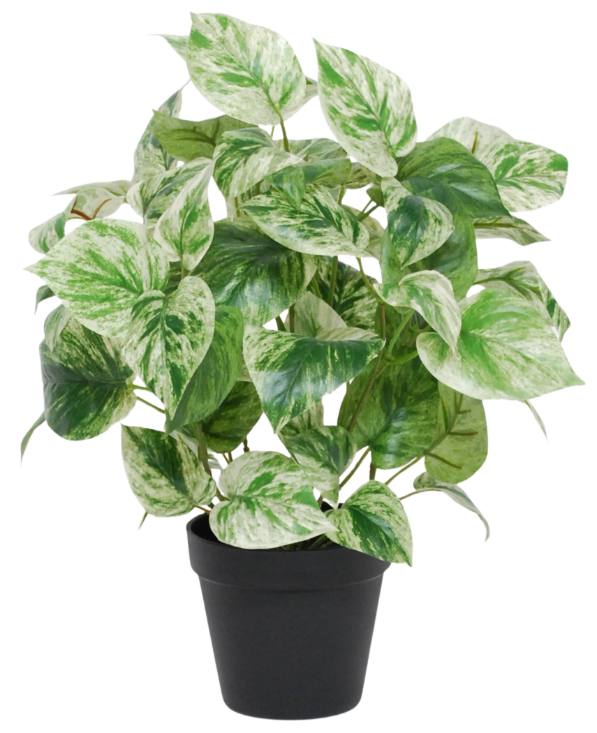 La vite dorata artificiale verde-bianca in vaso UV 35 cm ha foglie variegate verdi e bianche a forma di cuore in un semplice vaso nero, isolate su uno sfondo bianco.