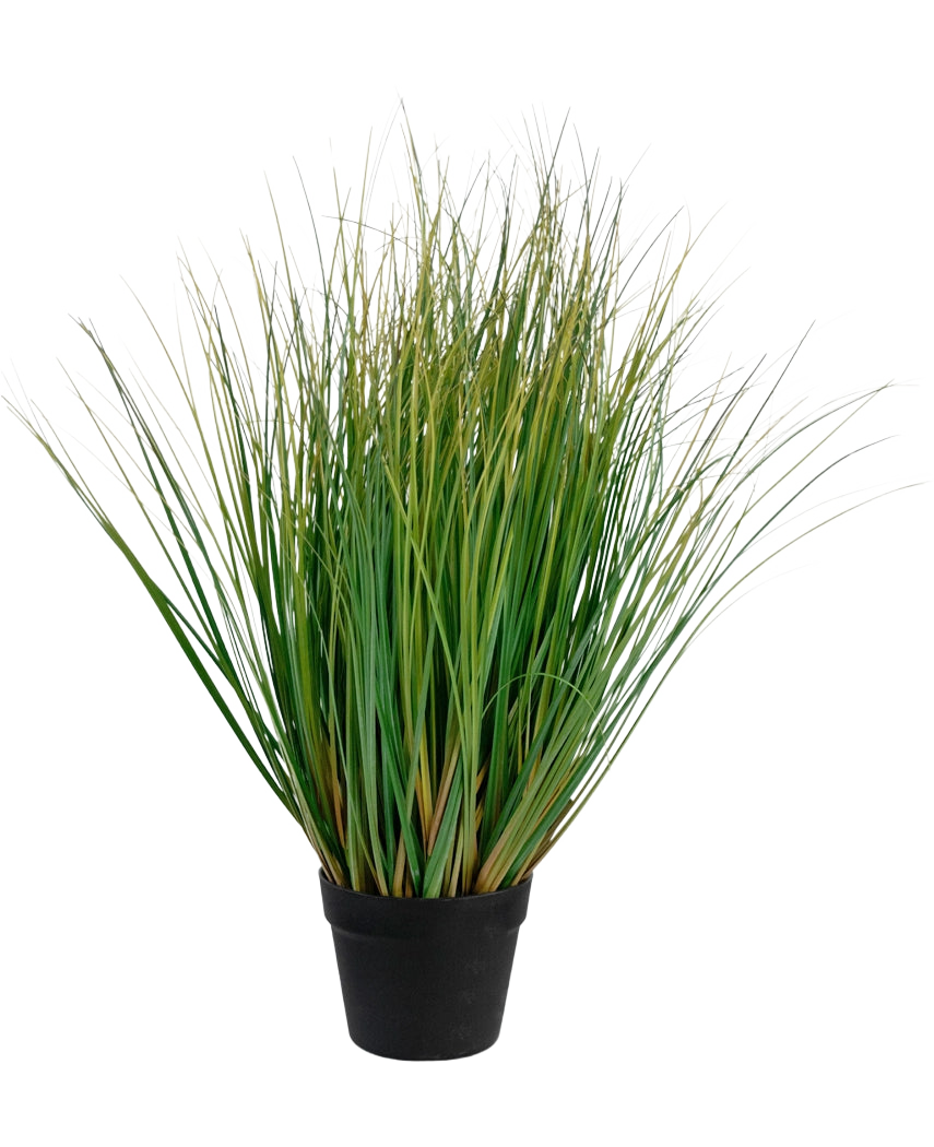 Il bonsai di erba artificiale cipolla con vaso è una pianta di erba artificiale ignifuga alta 70 cm con lunghi fili verdi in un vaso nero, su uno sfondo bianco semplice.