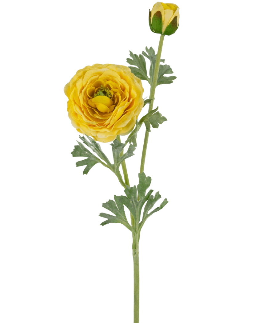 Il Ranuncolo Artificiale Real Touch Giallo da 60 cm ha un unico stelo con un fiore di ranuncolo giallo completamente sbocciato, un bocciolo chiuso e foglie verdi, il tutto su un semplice sfondo bianco.