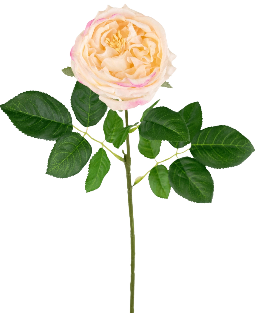 La rosa artificiale da giardino "Anniken" Real Touch pesca (72 cm) è una rosa pesca artificiale realistica con petali rosa tenui e foglie verdi rigogliose su un lungo stelo, splendidamente esposte su uno sfondo bianco.