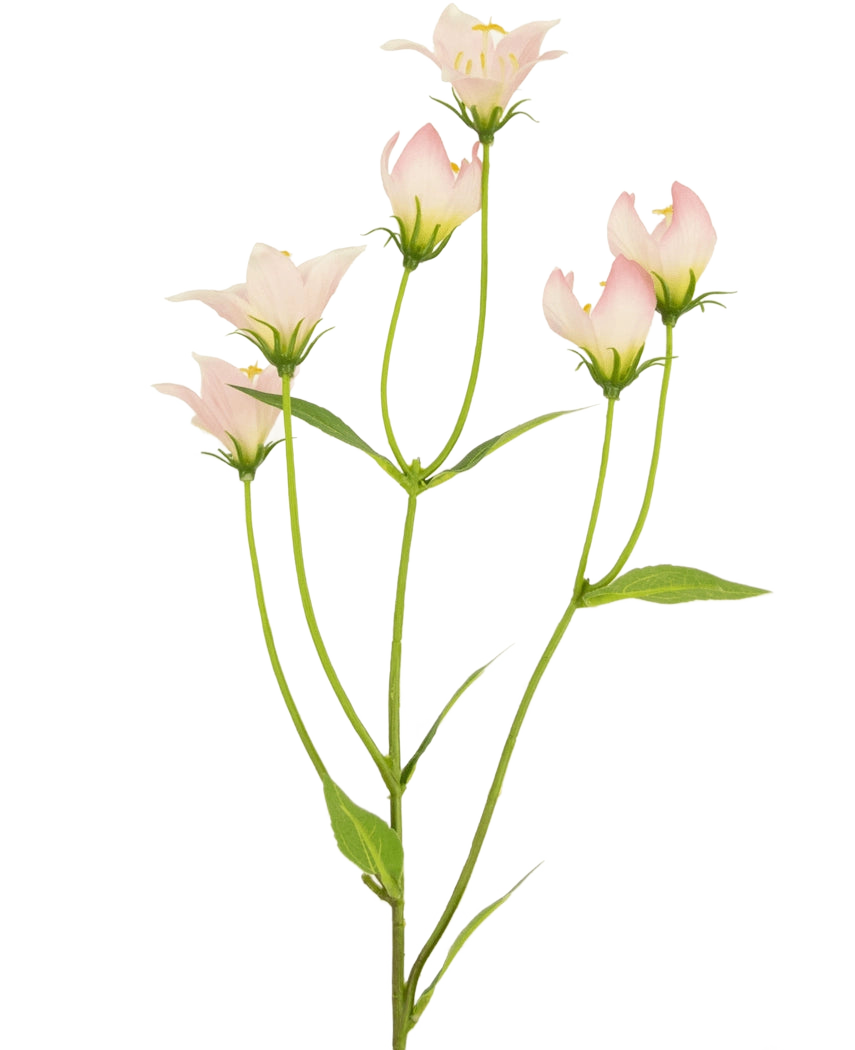 Il fiore artificiale Aster rosa da 60 cm ha uno stelo con diversi fiori rosa chiaro a forma di campana e foglie verdi. I delicati petali artificiali hanno sottili sfumature di colore e bordi morbidi su uno sfondo bianco.