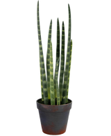 La Sansevieria Cylindrica artificiale da 43 cm è una pianta serpente in vaso con foglie verdi alte e erette e sottili strisce orizzontali, su uno sfondo bianco semplice.