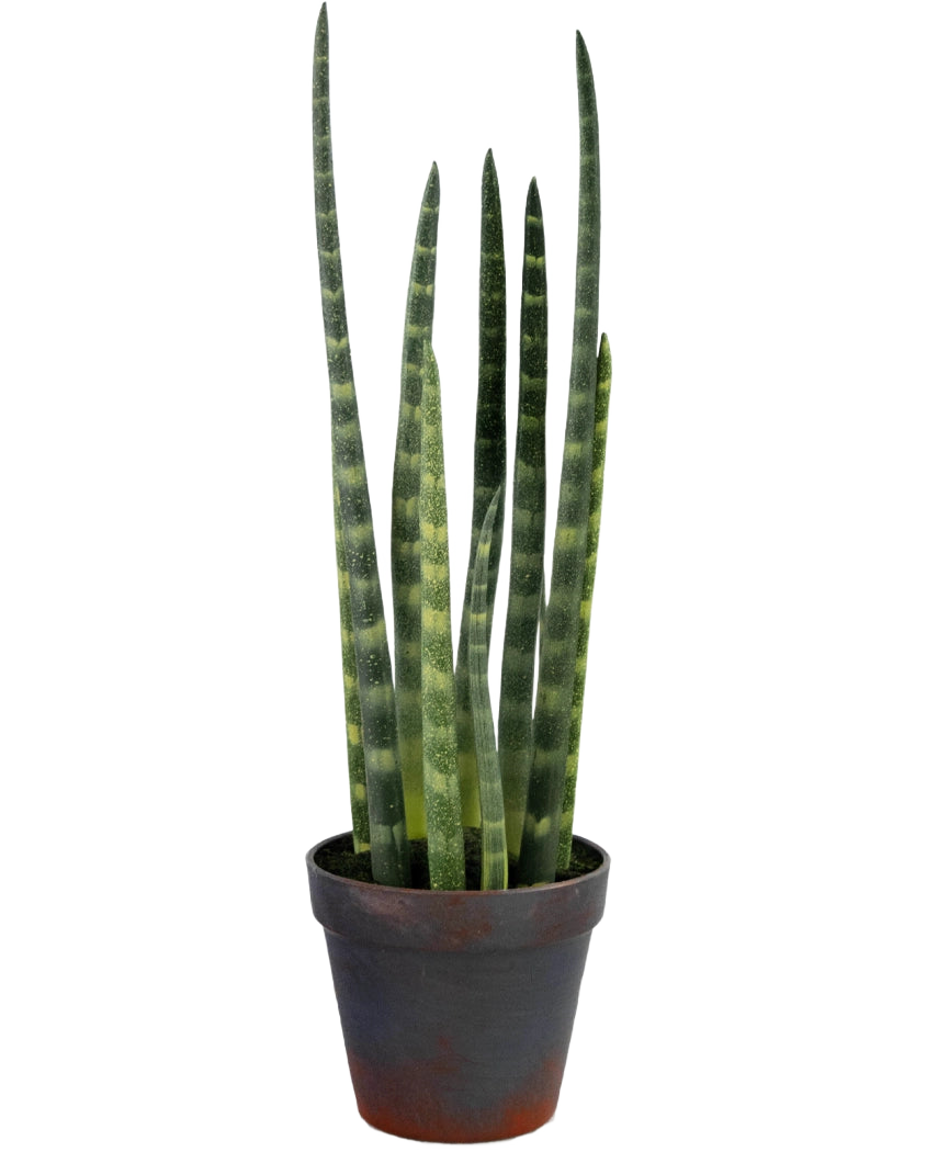 La Sansevieria Cylindrica artificiale da 43 cm è una pianta serpente in vaso con foglie verdi alte e erette e sottili strisce orizzontali, su uno sfondo bianco semplice.