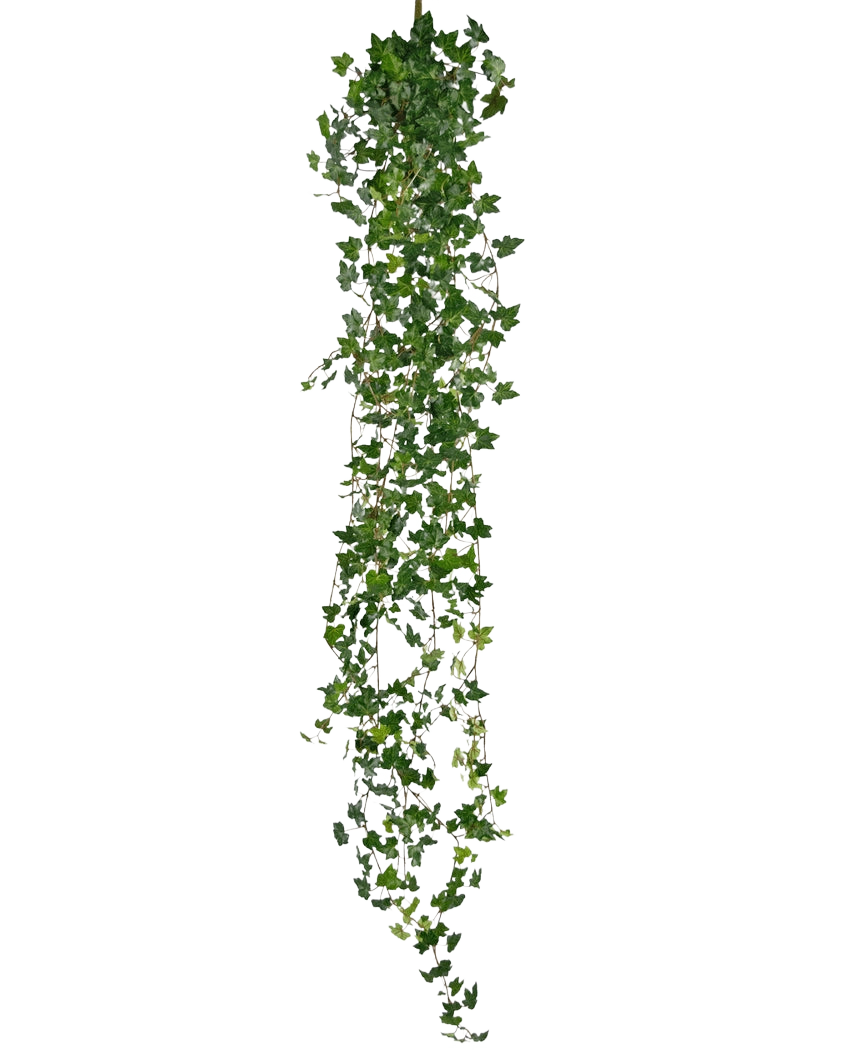 La pianta pensile artificiale Ivy deluxe 180 cm verde è una lunga edera artificiale con tante piccole foglie verdi, pendenti verticalmente su uno sfondo bianco a tinta unita.