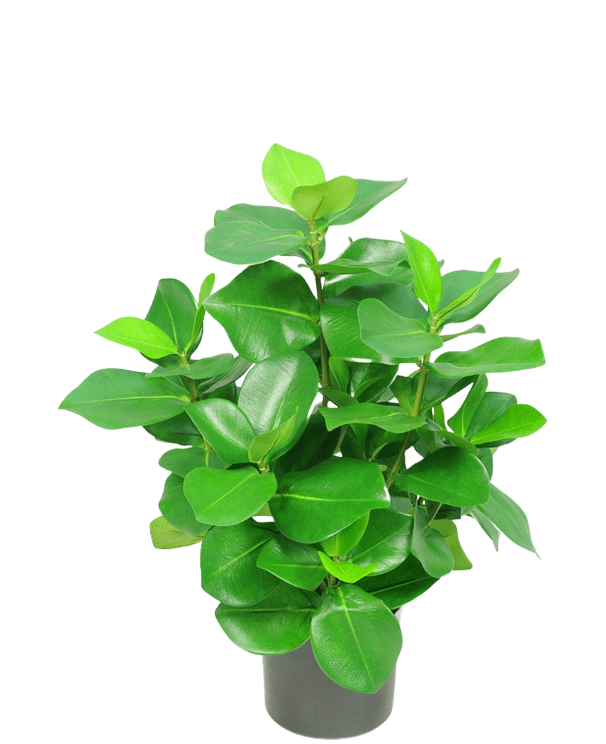 La pianta artificiale Clusia 45 cm ha foglie verdi spesse, lucide, di forma ovale su uno sfondo bianco a tinta unita.