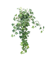 L'edera artificiale Deluxe verde da 60 cm è una rigogliosa pianta di edera artificiale con foglie verdi a cascata su un semplice sfondo bianco.