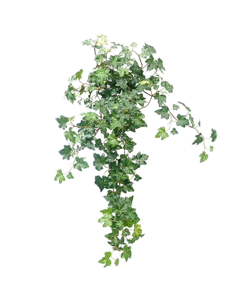 L'edera artificiale Deluxe verde da 60 cm è una rigogliosa pianta di edera artificiale con foglie verdi a cascata su un semplice sfondo bianco.