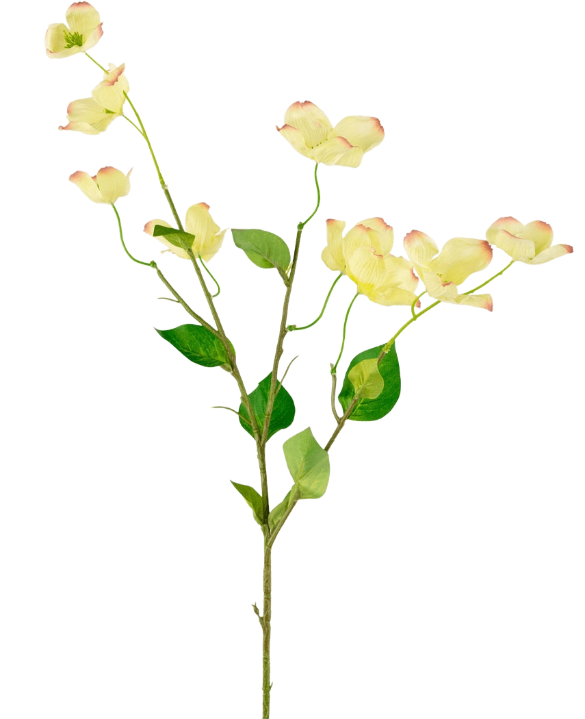 Il corniolo artificiale Real Touch giallo chiaro da 74 cm ha un unico stelo con foglie verdi e diversi fiori di corniolo giallo chiaro con petali dalla punta rosa, su uno sfondo bianco semplice.