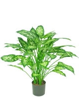 La pianta artificiale Dieffenbachia 75 cm è una pianta in vaso verde con grandi foglie appuntite con sfumature variegate verde chiaro e bianco, raffigurate su uno sfondo bianco a tinta unita.