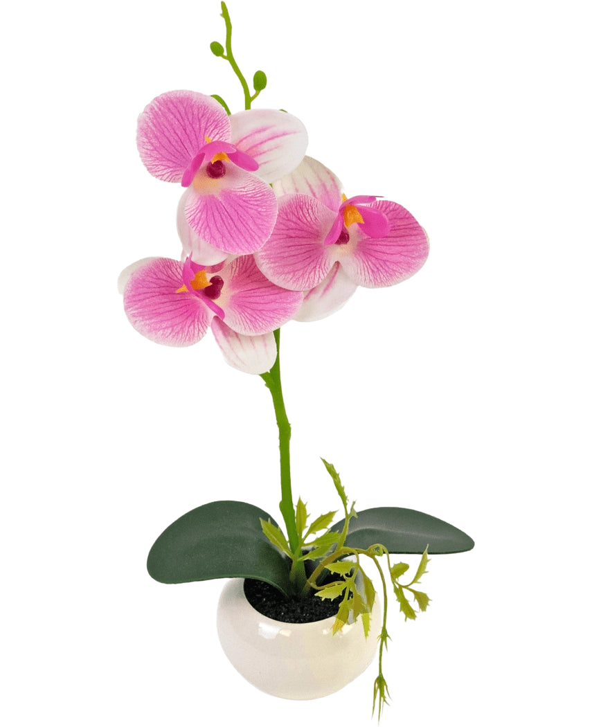 L'orchidea artificiale bianca/rosa in vaso da 28 cm presenta uno stelo di orchidea verde con vivaci fiori rosa e bianchi e foglie verdi, il tutto disposto in un vaso di ceramica bianca.