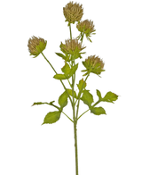 Il fiore artificiale di cardo marrone da 66 cm ha uno stelo verde con diverse foglie ramificate e sei capolini marroni e sottili su uno sfondo bianco semplice.