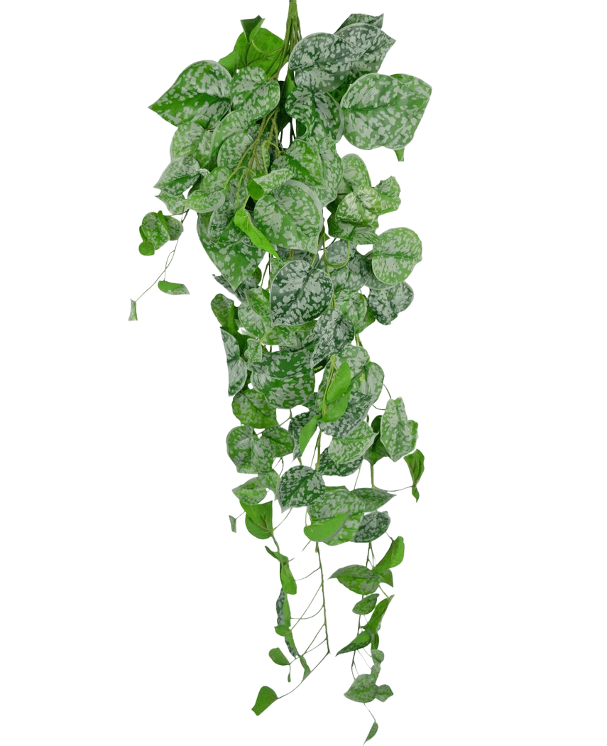 La pianta artificiale pensile Scindapsus 90 cm è una pianta rampicante pendente con foglie verdi a forma di cuore decorate con macchioline bianco-argento, che cadono su uno sfondo bianco a tinta unita.
