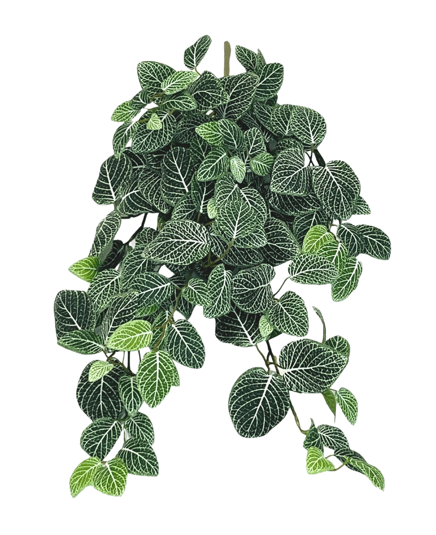 La pianta pensile artificiale Fittonia verde-bianco 70 cm ha foglie rigogliose e pendenti di colore verde scuro con vistose venature bianche, che pendono elegantemente da diversi steli.