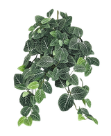 La pianta pensile artificiale Fittonia verde-bianco 70 cm ha foglie rigogliose e pendenti di colore verde scuro con vistose venature bianche, che pendono elegantemente da diversi steli.