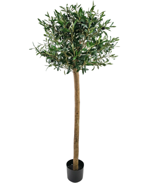 L'olivo artificiale UV 150 cm della Easyplants ha un tronco snello, foglie completamente verdi e si erge in un vaso nero su uno sfondo bianco. Questa pianta artificiale resistente ai raggi UV è perfetta per qualsiasi spazio.
