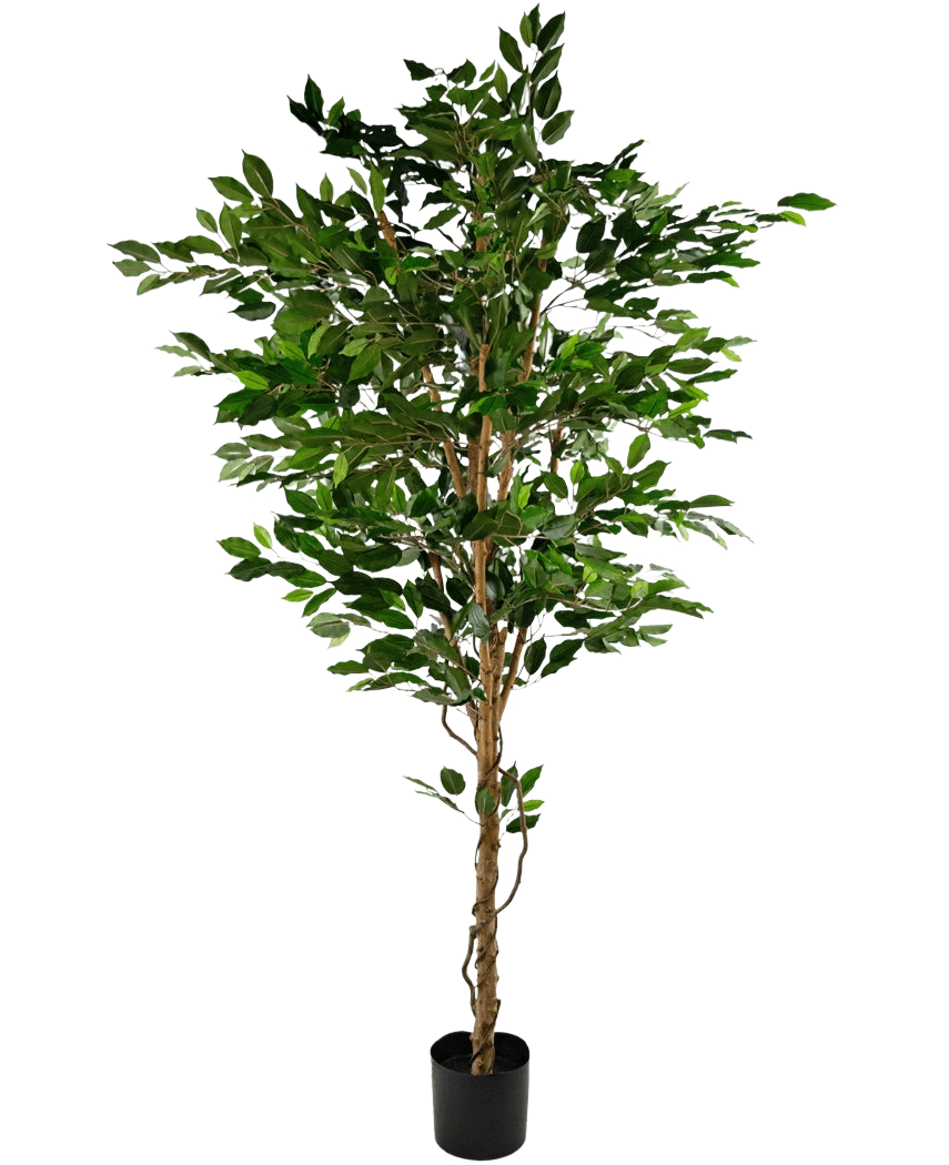 La pianta artificiale Ficus Green 210 cm è un albero artificiale alto con foglie verdi e diversi tronchi marroni sottili, in un vaso nero compatto su uno sfondo bianco a tinta unita.