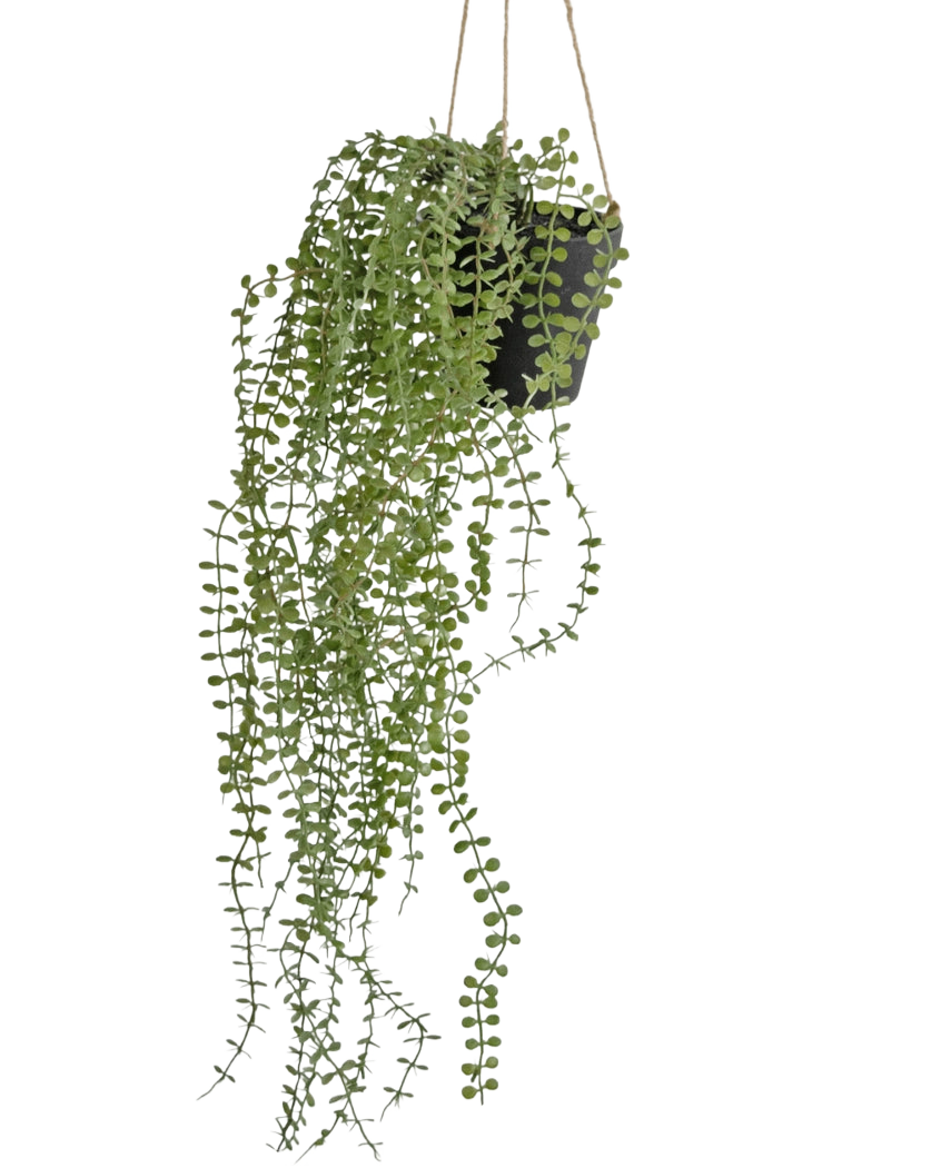 La pianta pensile artificiale Pumila 81 cm in vaso ha lunghi viticci verdi sinuosi con piccole foglie rotonde in un vaso sospeso nero, appesi su corde beige su uno sfondo bianco a tinta unita.