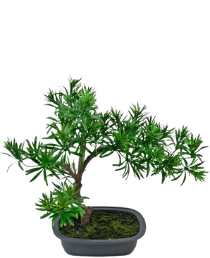 La pianta artificiale bonsai Podocarpus da 40 cm presenta un fogliame verde denso in un vaso grigio rettangolare poco profondo con muschio, perfetto per aggiungere uno stile naturale a qualsiasi spazio.