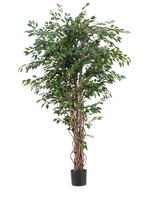 La pianta artificiale Ficus Liana 180 cm ha tronchi marroni sottili e contorti e abbondanti foglie verdi in un vaso nero, su uno sfondo bianco a tinta unita. Ideale per aggiungere una vegetazione lussureggiante ed elegante ai tuoi interni con questa pianta artificiale realistica.