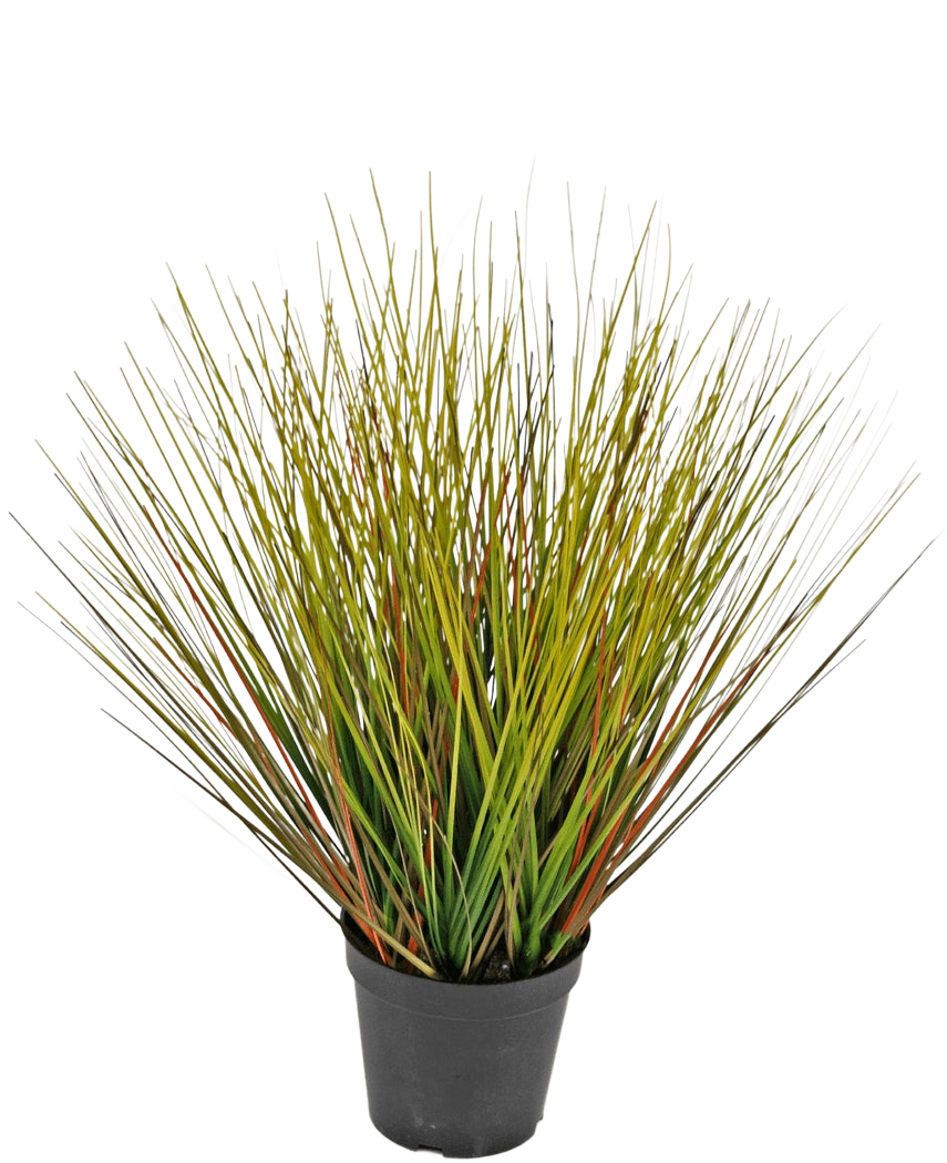 L'Erba Artificiale Cipolla 50 cm ignifuga ha foglie alte e sottili, simili all'erba, di colore verde e giallastro con sfumature bruno-rossastre, ravvicinate e aperte a ventaglio in un vaso di plastica nera.