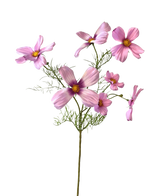 Il fiore artificiale Cosmos rosa da 74 cm ha un unico stelo con molteplici fiori cosmo rosa chiaro e delicate foglie verdi, splendidamente esposte su uno sfondo bianco.