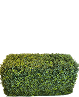 La Siepe Artificiale in Bosso Stile Romano (90 x 35 x 50 cm) è una siepe fitta, rettangolare, verde, con foglie piccole, isolata su fondo bianco.