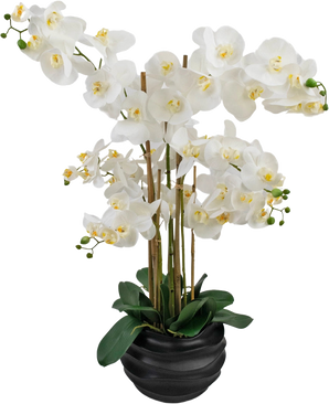 L'orchidea artificiale Real Touch bianca da 85 cm ha grandi fiori di orchidea bianchi con un cuore giallo e foglie verdi lucide, splendidamente disposti in un vaso di ceramica nera.