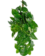 La pianta artificiale sospesa Golden Vine Deluxe da 80 cm ha foglie verde vibrante a forma di cuore che cadono per formare un'immagine rigogliosa su un semplice sfondo bianco.