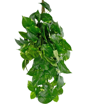 La pianta artificiale sospesa Golden Vine Deluxe da 80 cm ha foglie verde vibrante a forma di cuore che cadono per formare un'immagine rigogliosa su un semplice sfondo bianco.