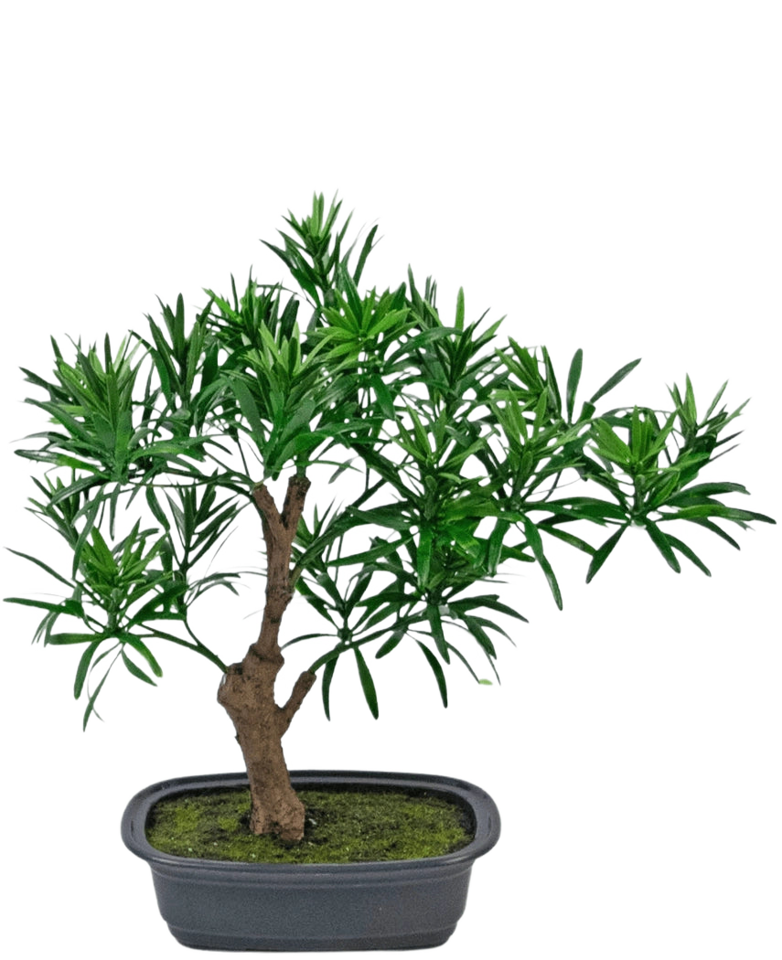La pianta artificiale bonsai Podocarpus 30 cm è un piccolo bonsai in vaso con uno spesso tronco marrone e foglie verdi fitte e strette in un vaso rettangolare grigio riempito con terra di muschio.