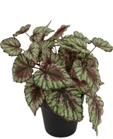 La pianta di Begonia artificiale in vaso da 25 cm ha foglie grandi e strutturate in verde, bianco e rosa. Presentato in un piccolo vaso nero su sfondo bianco.