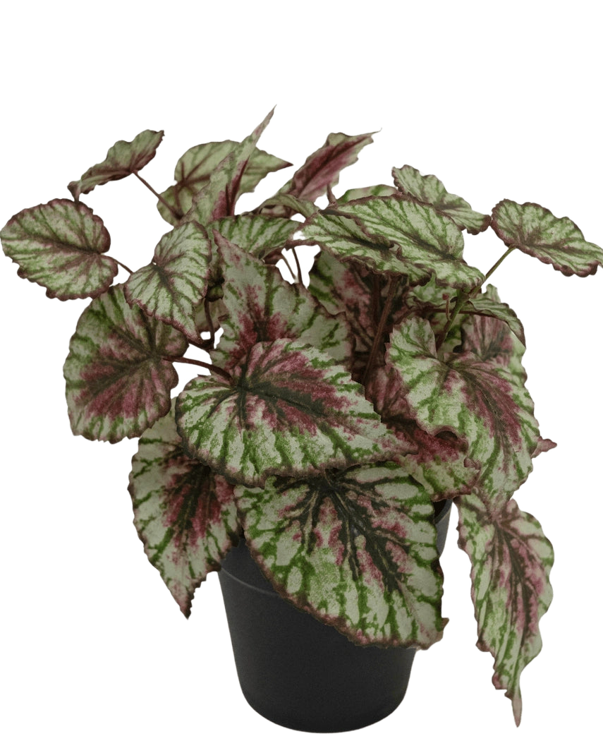 La pianta di Begonia artificiale in vaso da 25 cm ha foglie grandi e strutturate in verde, bianco e rosa. Presentato in un piccolo vaso nero su sfondo bianco.