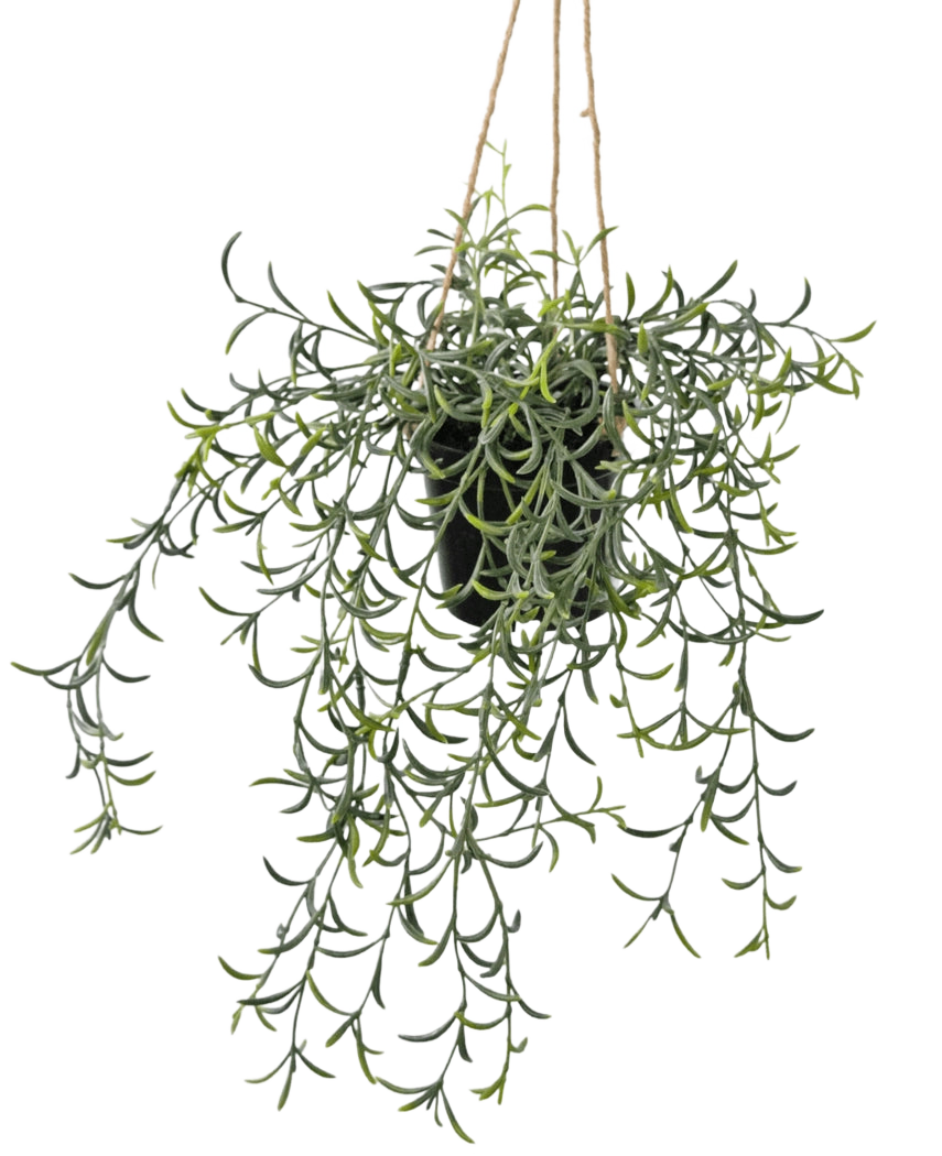 La pianta artificiale pensile Senecio con vaso da 35 cm ha lunghi steli verdi pendenti con foglie succulente a forma di banana in un vaso nero, appesi su una corda marrone su uno sfondo bianco.