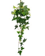 La pianta pensile artificiale Ivy Boston 70 cm verde ha foglie di edera rigogliose, verdi, a forma di stella che cadono su uno sfondo bianco a tinta unita.