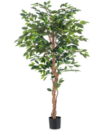 La pianta artificiale Ficus Green da 180 cm ha foglie verdi lussureggianti e uno stelo marrone contorto in un semplice vaso nero, su uno sfondo bianco - ideale da combinare con eleganti vasi decorativi.