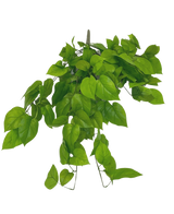 L'arbusto artificiale Pothos Deluxe da 90 cm ha foglie verdi vivaci a forma di cuore su steli sottili, su uno sfondo bianco semplice.