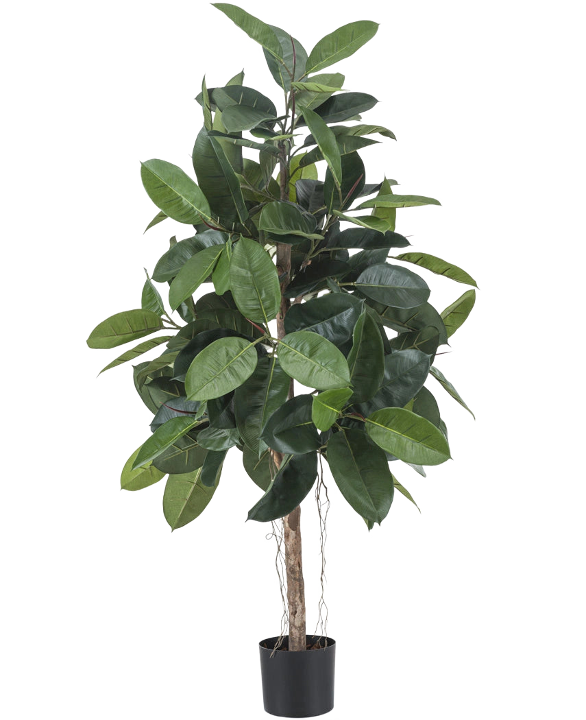 La pianta di gomma artificiale da 150 cm ha foglie larghe, verde scuro lucido ed è posizionata in un piccolo vaso nero su sfondo bianco.