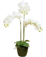 L'orchidea artificiale bianca da 58 cm ha tre steli sporgenti con fiori bianchi, foglie verdi e alcuni boccioli non aperti in un vaso ricoperto di muschio su uno sfondo semplice.