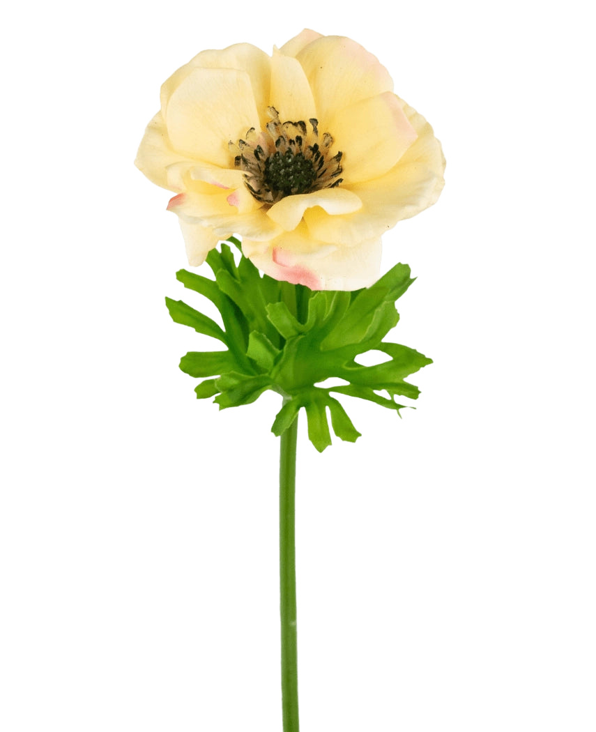 L'anemone artificiale Real Touch giallo da 52 cm è un anemone artificiale realistico con un fiore giallo chiaro, un cuore scuro, foglie verde chiaro profondamente lobate e un lungo gambo verde, perfetto per la decorazione e su uno sfondo bianco.