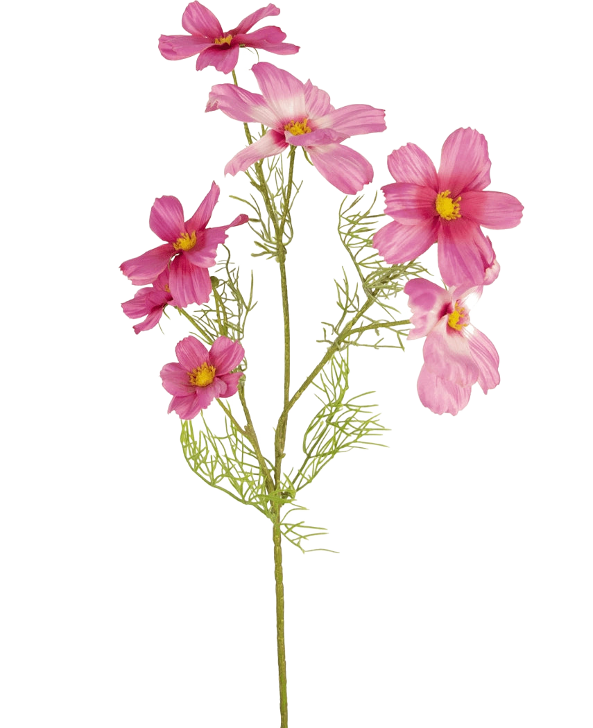 Un singolo fiore artificiale Cosmos fucsia da 74 cm con foglie delicate e piumate e molteplici fiori fucsia con centri gialli è mostrato su un semplice sfondo bianco.
